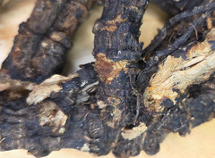 Osha Root ~ Ligusticum Porteri ~ United States
