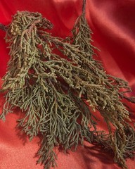 Juniper Needles ~ Juniperus Cupressaceae ~ United States