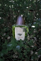 Acqua Di Pino Fougere By Pino Silvestre For Men – A Men’s Eau De Toilette
