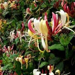 Jasmine & Honeysuckle Fragrance Oil – 1 OZ – For Candle and Soap Making by…