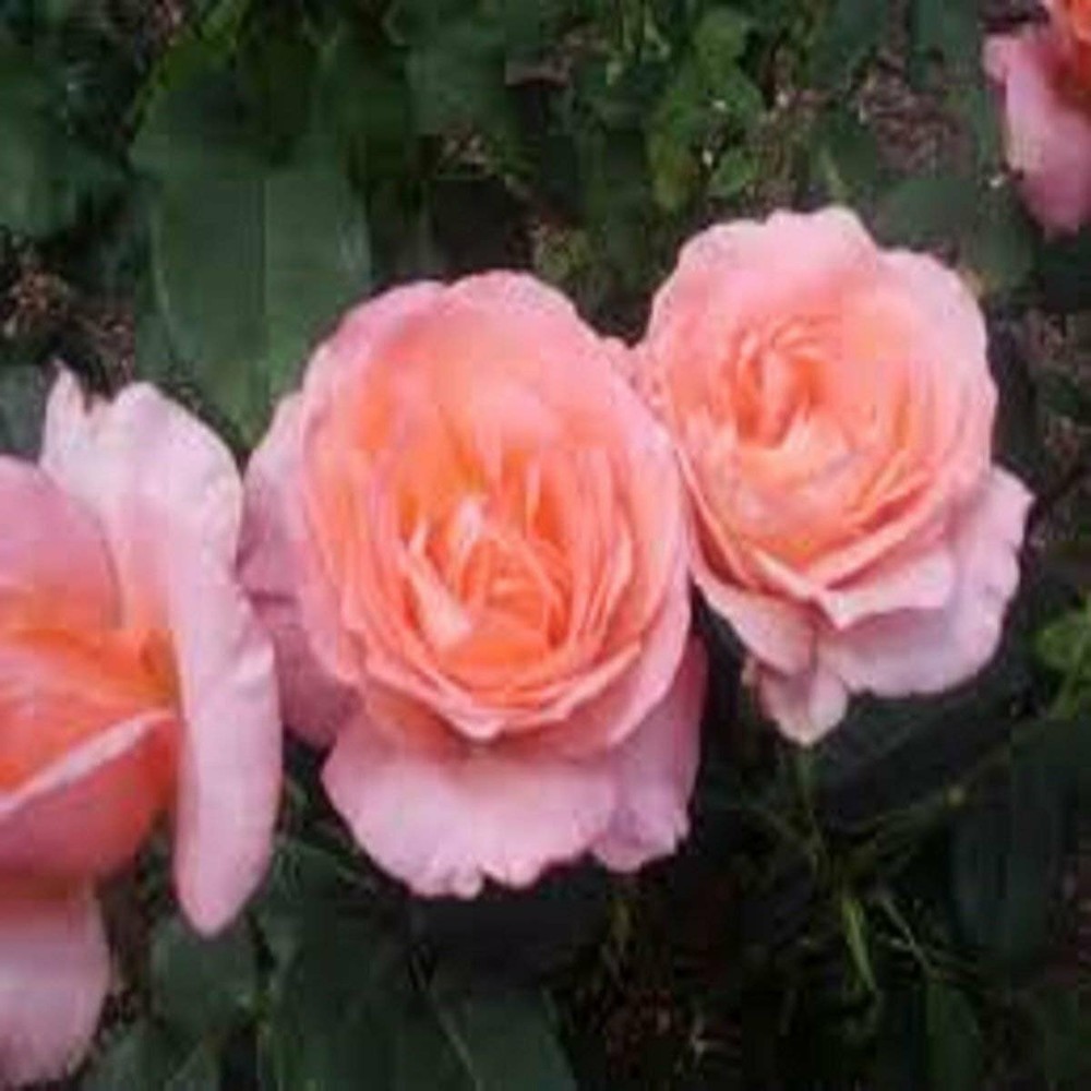 Patchouli Rose Fragrance Oil – 1 OZ – For Candle and Soap Making by Virginia…