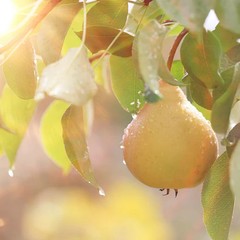 English Pear and Freesia Fragrance Oil